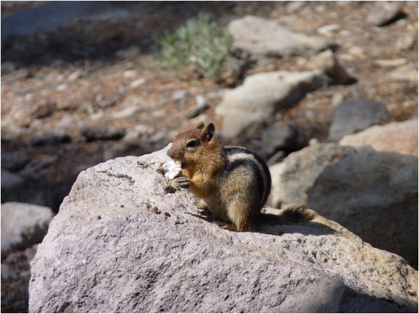 Chipmunk_Bumpass_Hell (1)